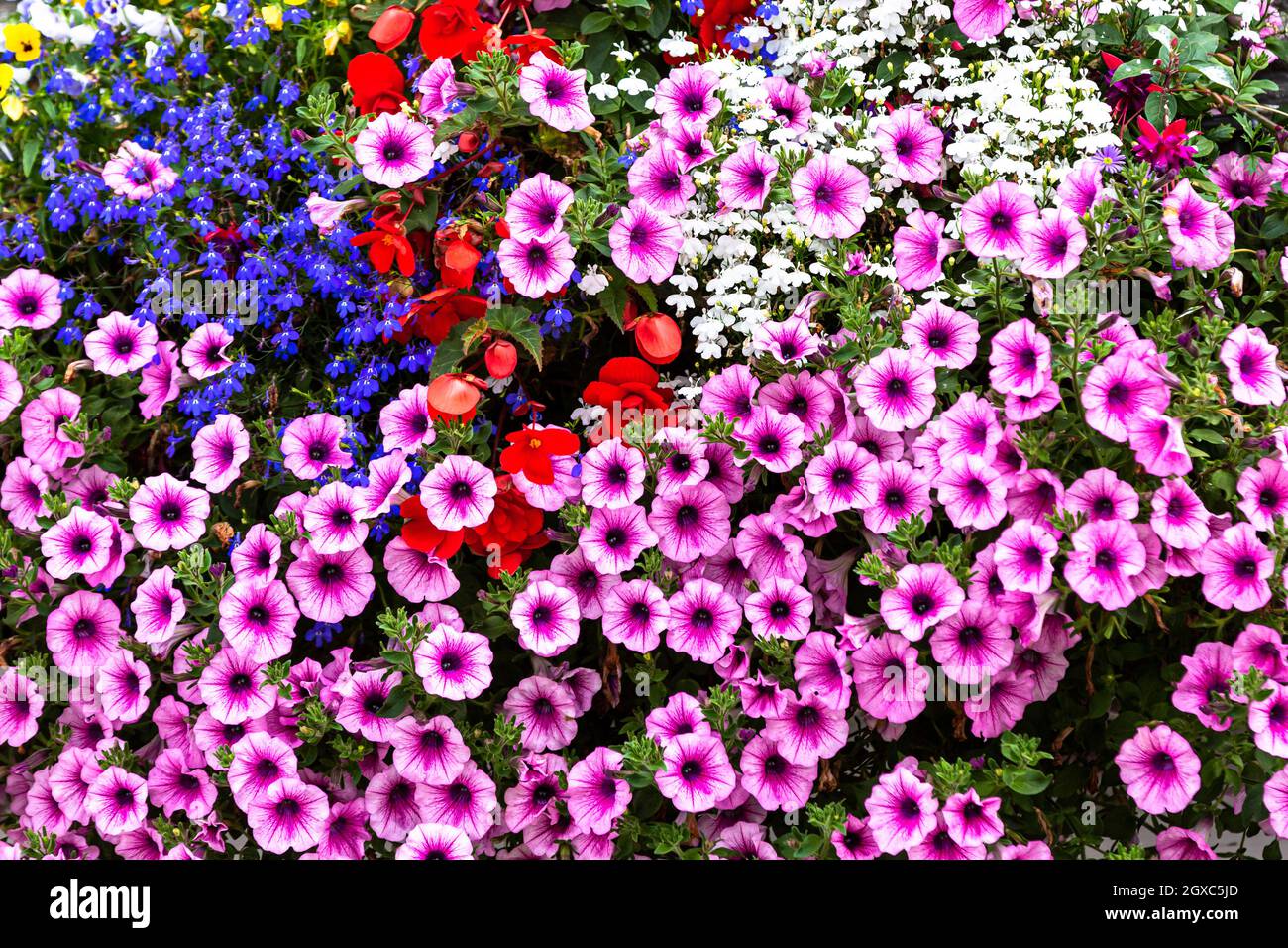 Eine wunderbare Ausstellung von Calibrachoa 'Million Bells' hängenden Korbpflanzen Stockfoto