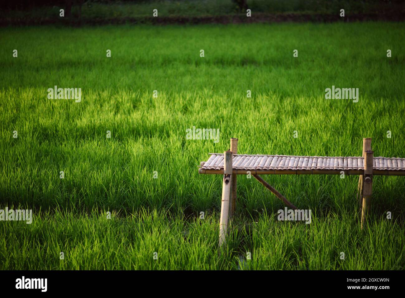 Die Landschaft des Bambuswegs im grünen Reisfeld. Stockfoto