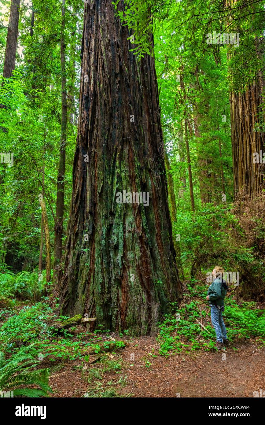 Giant Sequoia in Drury Chaney Grove Avenue der Giants Northern California CA USA. Stockfoto