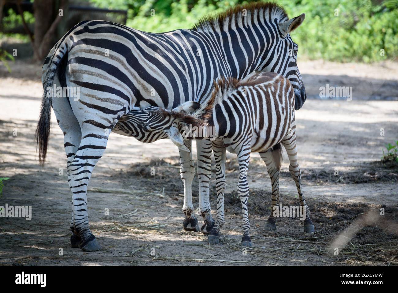 Unis Zebra oder Burchell's Zebra (Equus quagga), weibliche Erwachsene mit säugenden Fohlen. Stockfoto