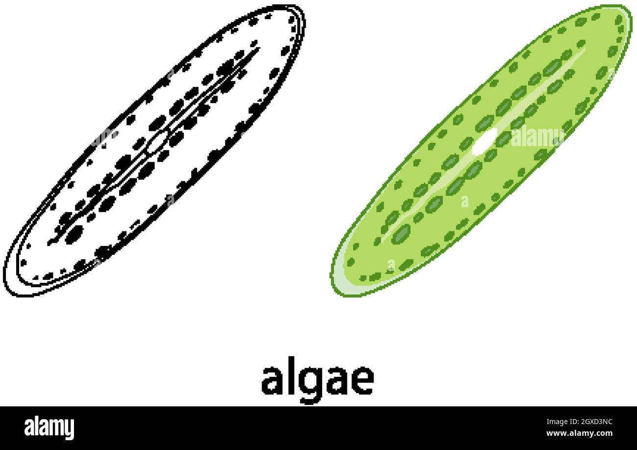 Algen in Farbe und Doodle auf weißem Hintergrund Stock Vektor