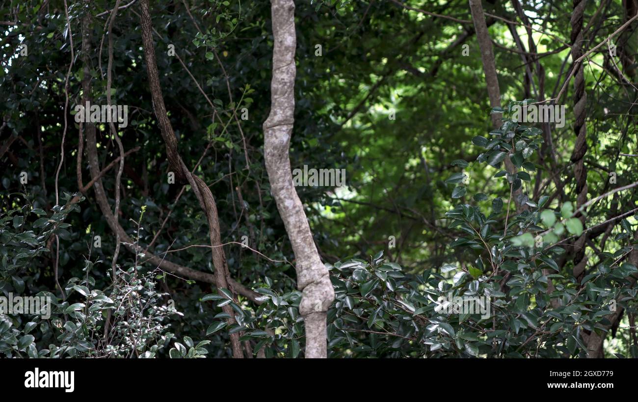 Die Blätter des immergrünen Baumes und die feste Wurzel des Baumes im Hintergrund der Bäume sind seine verdrehte Paste Stockfoto