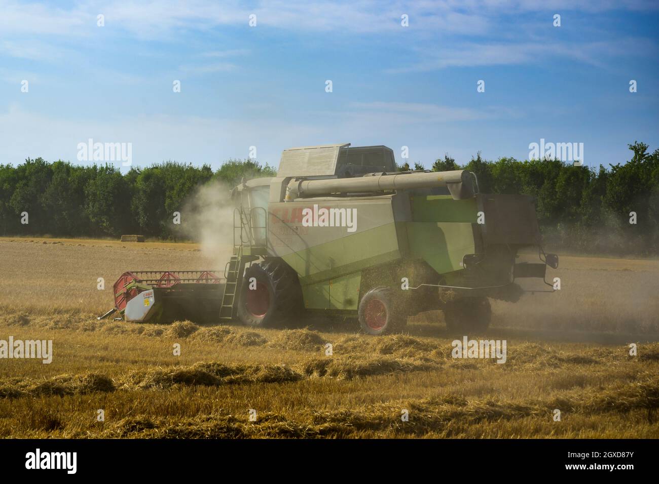 Leistungsstarke landwirtschaftliche Maschine (Claas Mähdrescher) in staubigen Weizenfeld Schneiden & Sammeln Getreide bei der Ernte - North Yorkshire, England, Großbritannien Stockfoto