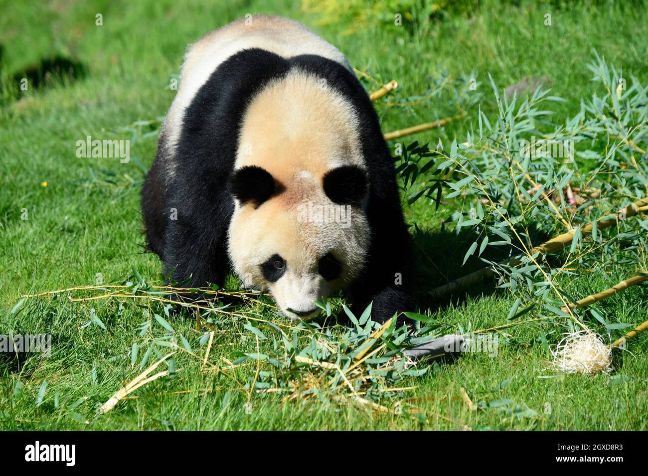 Großer Panda (Ailuropoda Melanoleuca) im Beauval Zoo in Saint-Aignan Sur Cher, Loir-et-Cher, Frankreich. Stockfoto