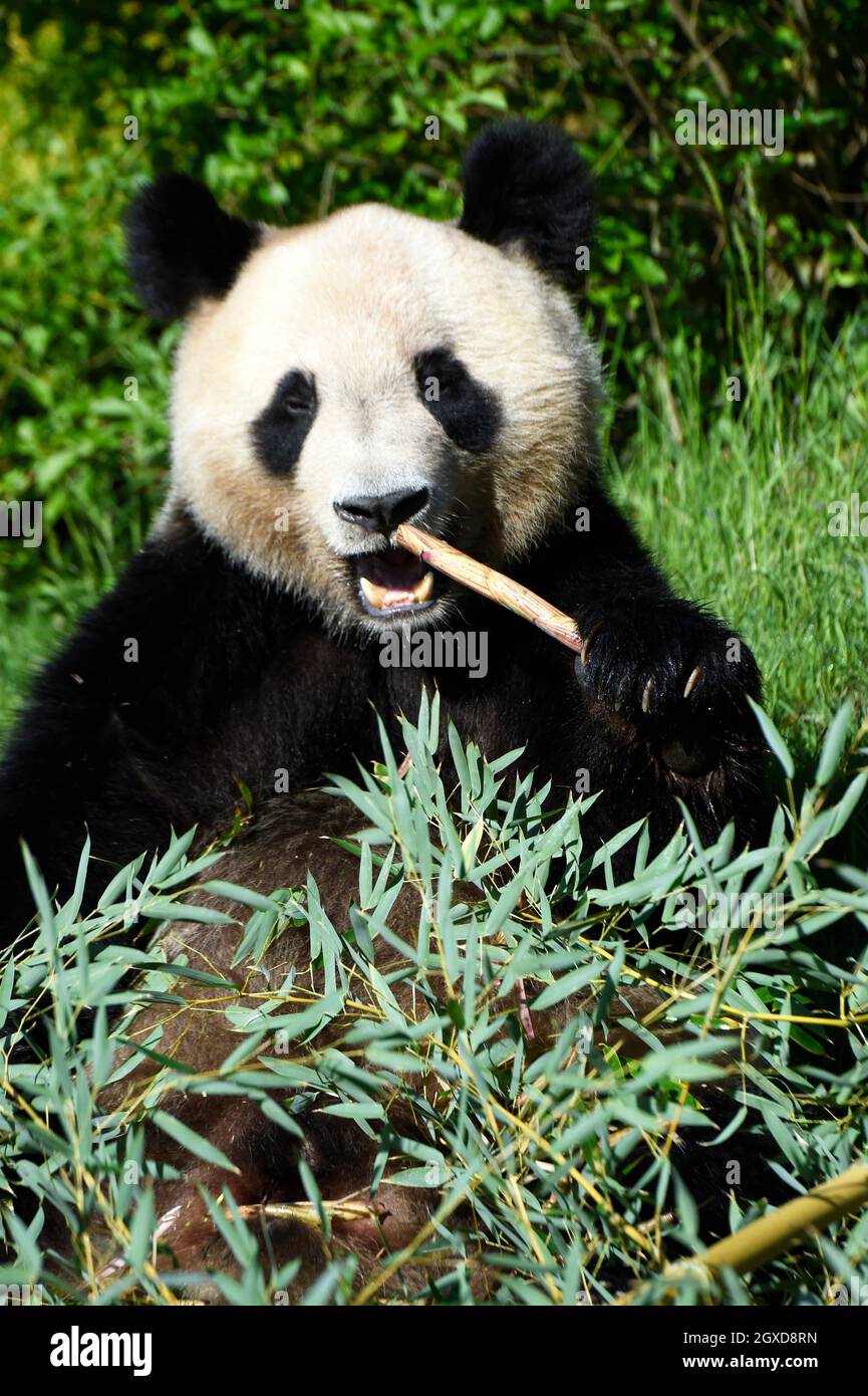 Großer Panda (Ailuropoda Melanoleuca) im Beauval Zoo in Saint-Aignan Sur Cher, Loir-et-Cher, Frankreich. Stockfoto