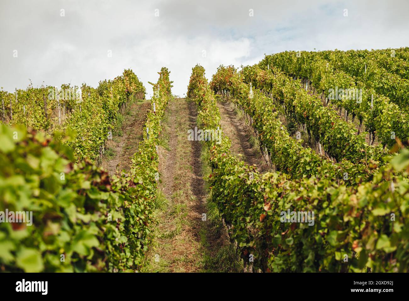 REMICH, LUXEMBURG-OKTOBER 2021: Die Saisonreportage der Müller-thurgau-Trauben in den Weinbergen Stockfoto