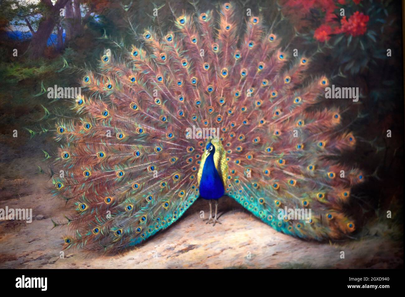 Gemälde Tier Vogel Pfauen Federn Kunst 140x70 Acrylglasbild Plexiglas Wandbild 