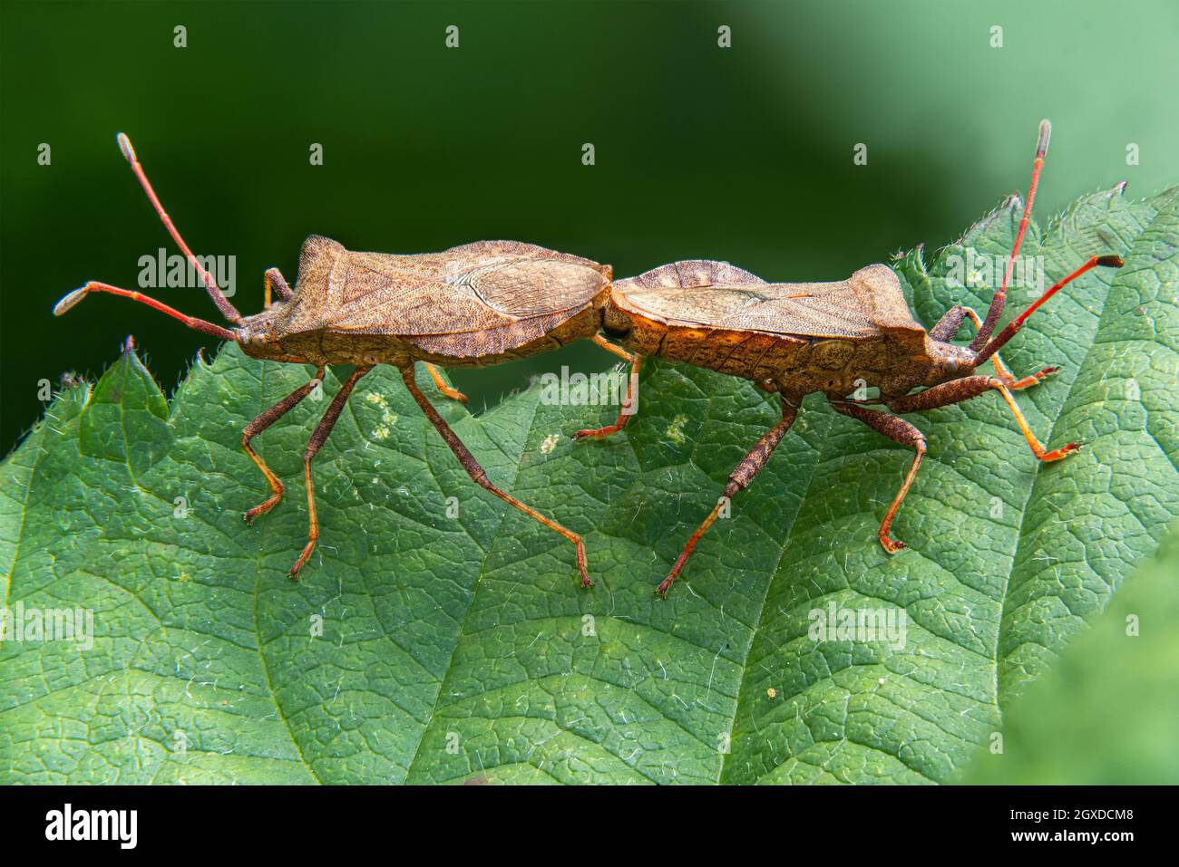 Detailaufnahme von zwei Stachelkäfern, die sich auf einem Blatt paaren Vor einem unscharfen Hintergrund Stockfoto