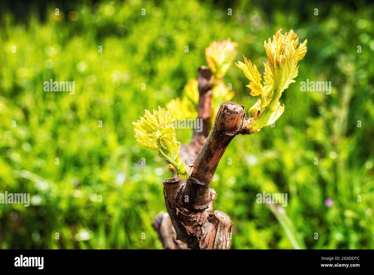 Junger Blütenstand der Rebe. Nahaufnahme der Knospen und jungen Blätter in den Zweigen eines Weinbergs in Sardinien, Italien. Traditionelle Landwirtschaft. Stockfoto