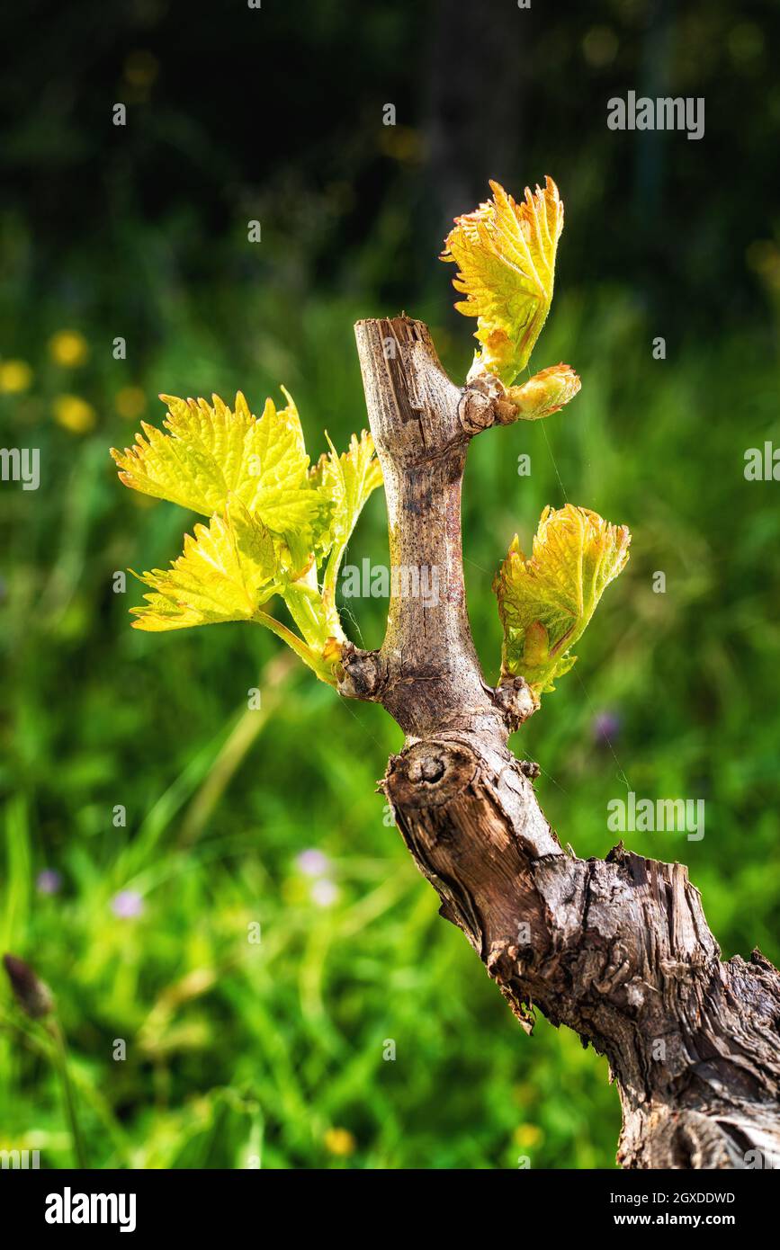 Junger Blütenstand der Rebe. Nahaufnahme der Knospen und jungen Blätter in den Zweigen eines Weinbergs in Sardinien, Italien. Traditionelle Landwirtschaft. Stockfoto