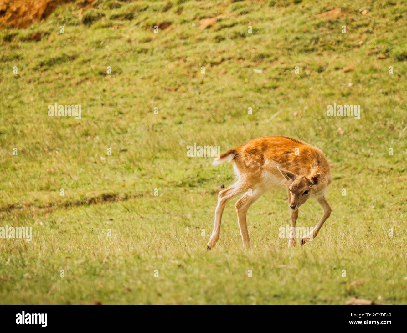 Europäischer Damhirsch mit braunem Fell, der am Sommertag auf dem Rasen in der Savanne Spaß hat Stockfoto