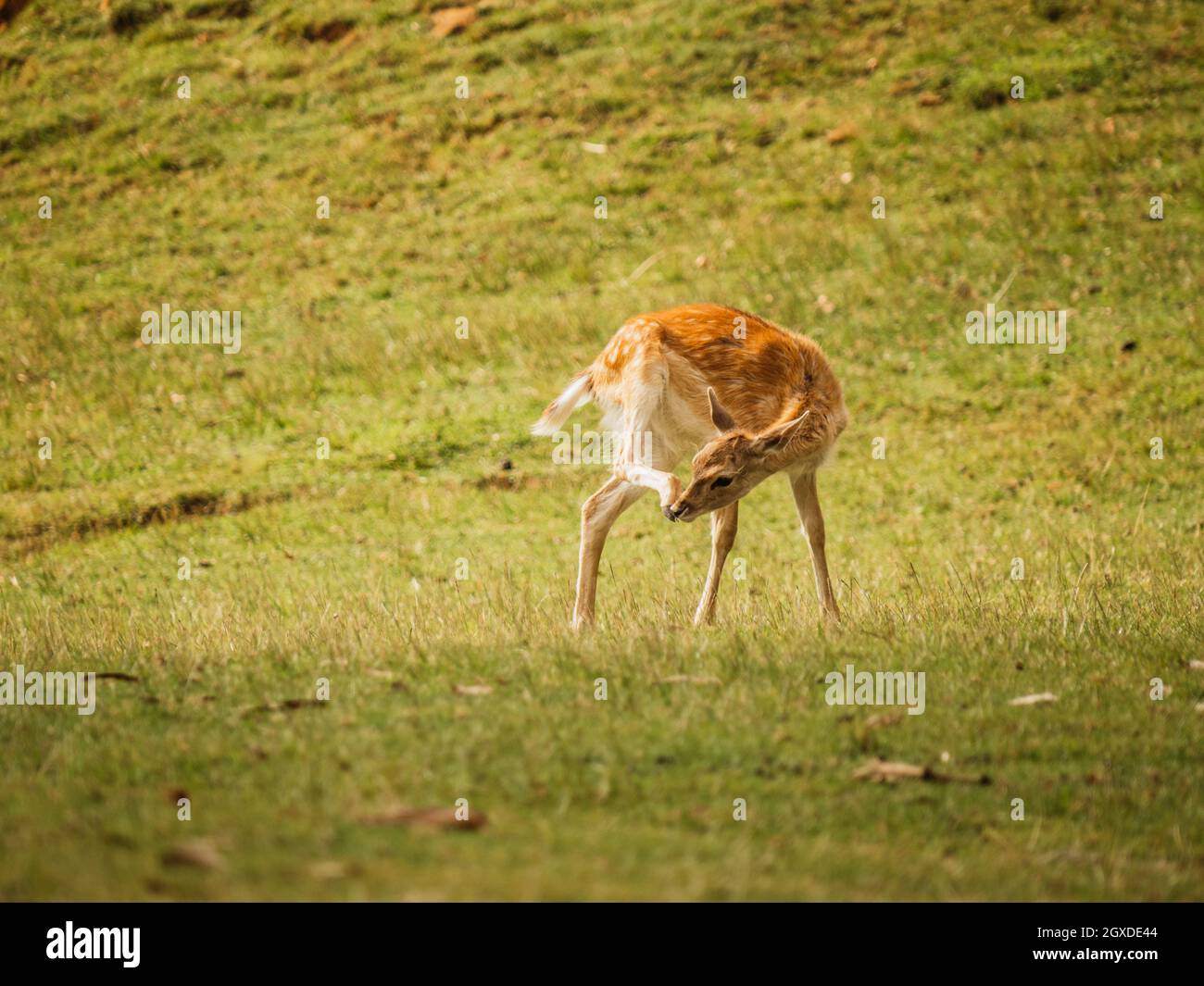 Europäischer Damhirsch mit braunem Fell, der am Sommertag auf dem Rasen in der Savanne Spaß hat Stockfoto