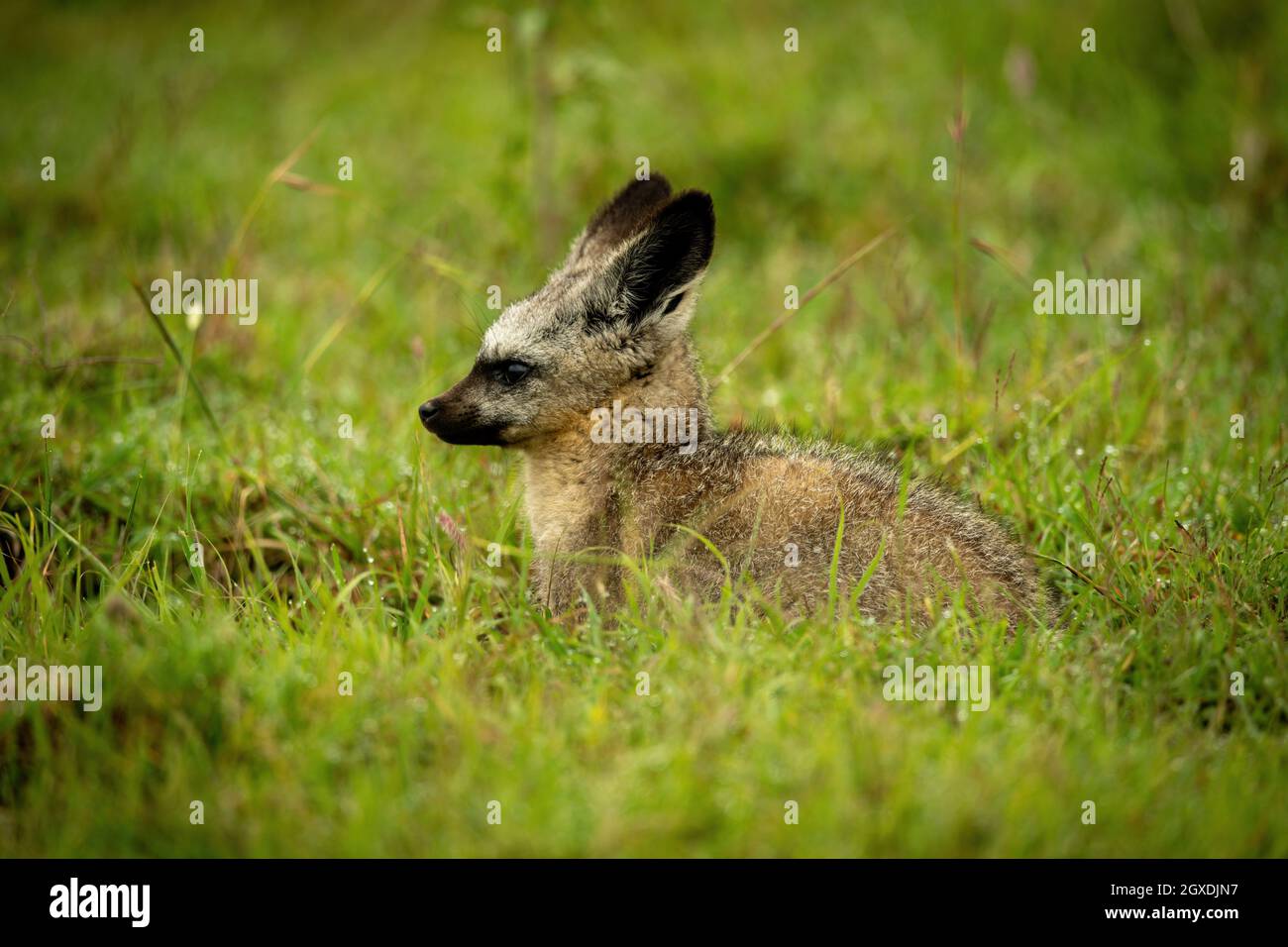 Der Fledermausohr-Fuchs liegt auf dem Gras, das nach links zeigt Stockfoto