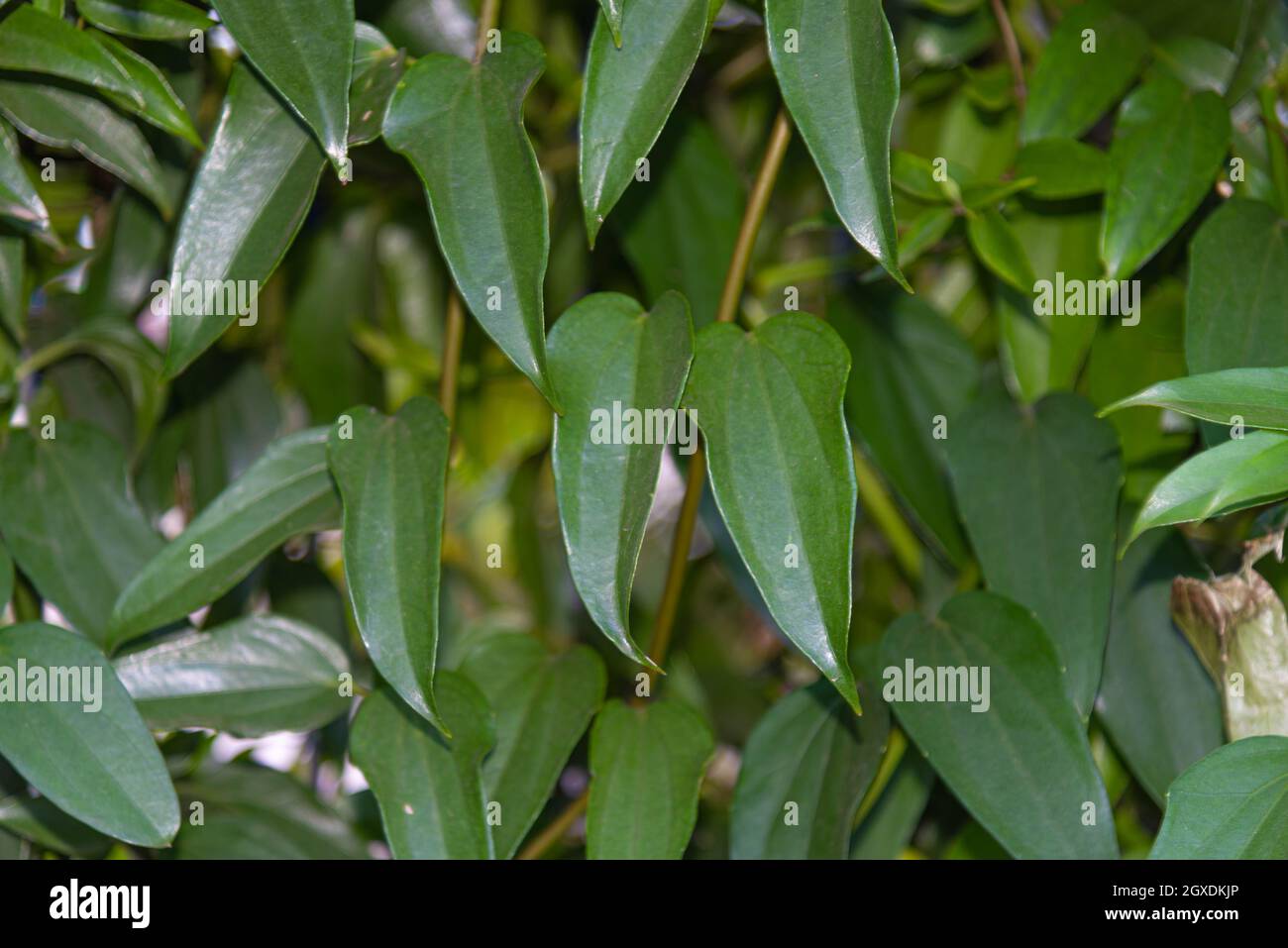 Hecke aus Guaco-Blättern oder Hexengras (Mikania glomerata Spreng). Heilpflanze gegen Grippe, Heiserkeit, Kehlkopfentzündung, Husten, Bronchitis. N Stockfoto