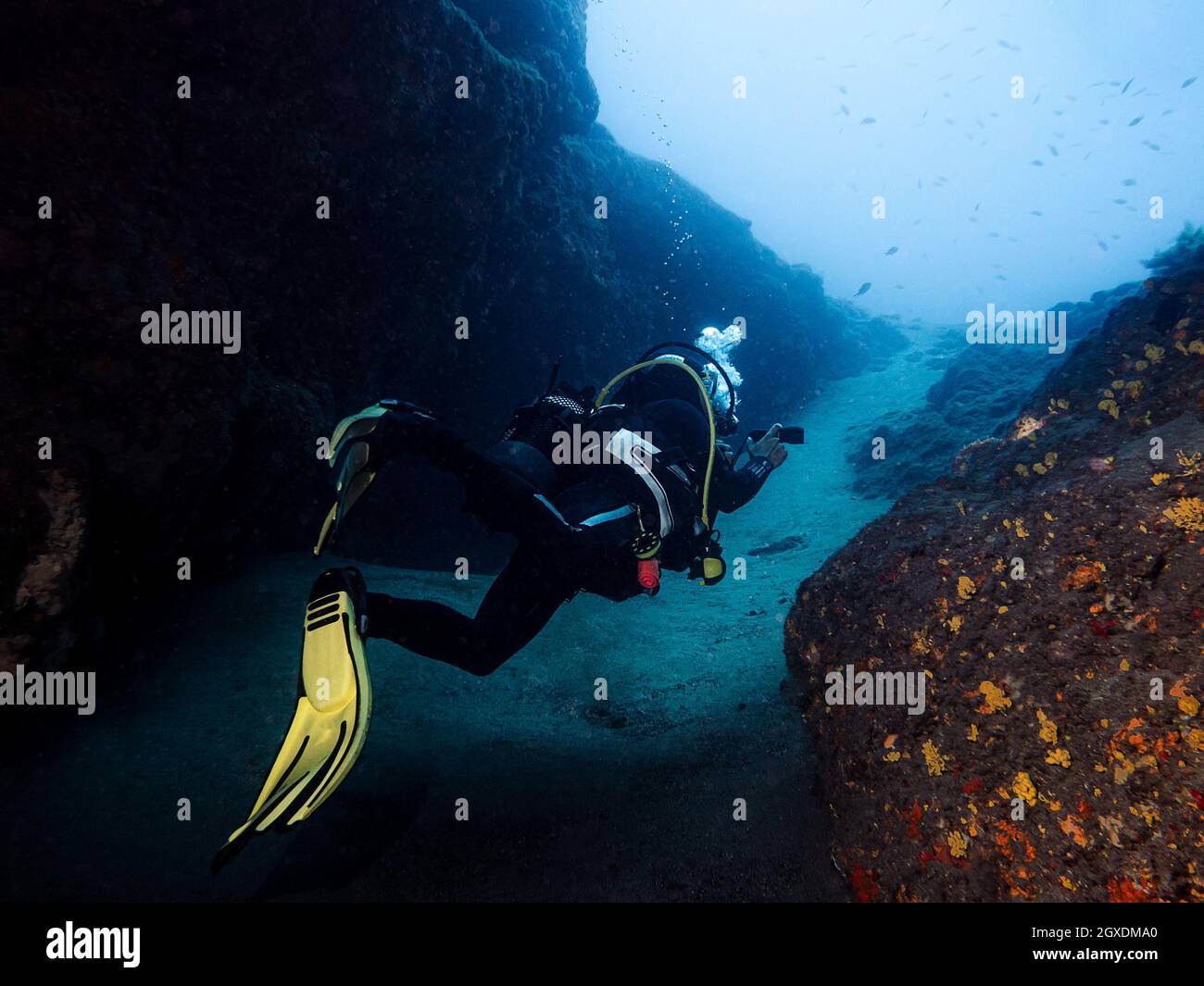 Rückansicht eines anonymen Sportlers mit Tauchausrüstung, der das Meer mit schwimmenden Fischen und Bergen erkundet Stockfoto