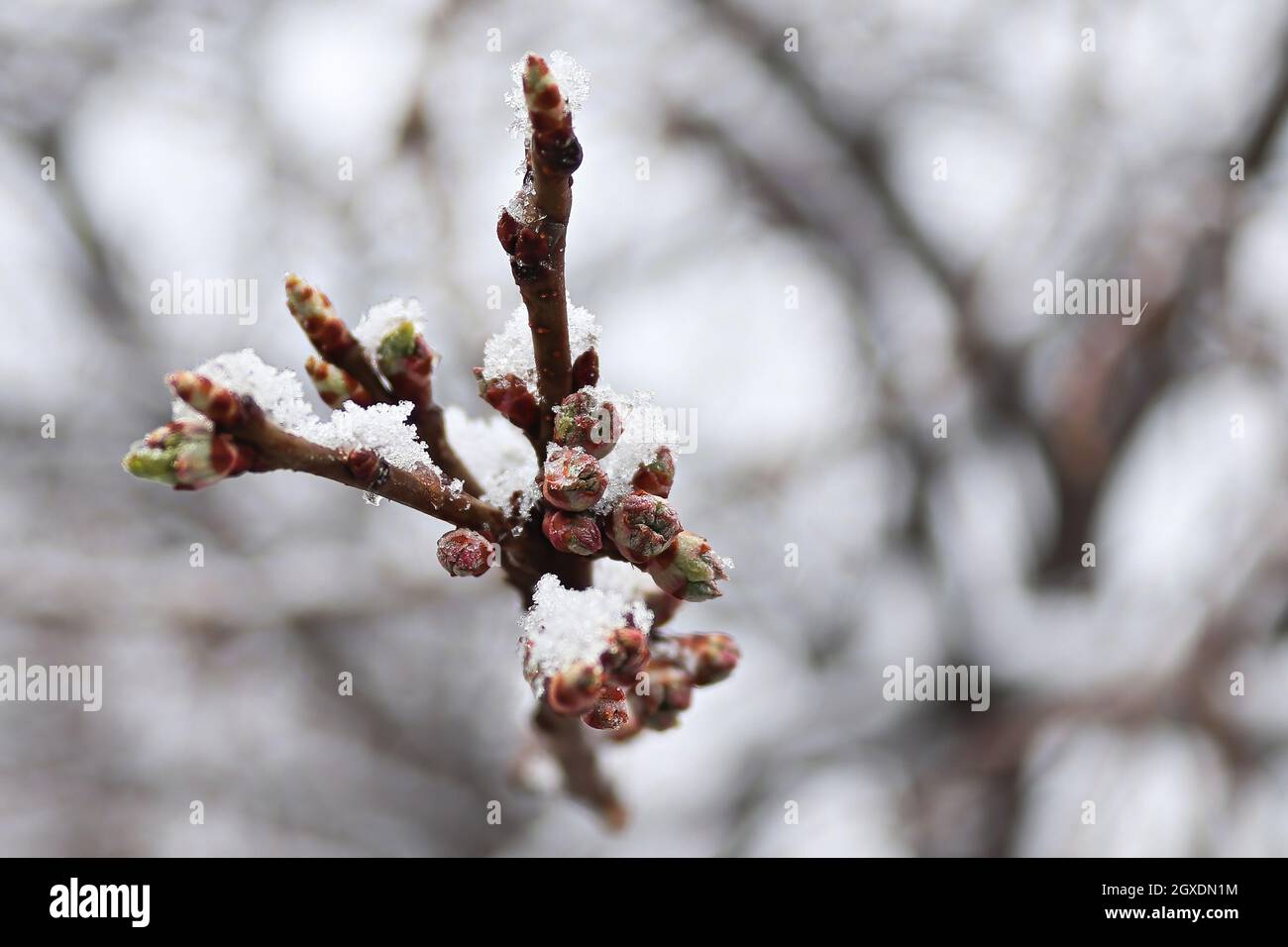 Knospen brechen auf einem Pflaumenbaum mit schneebedeckten Ästen. Stockfoto