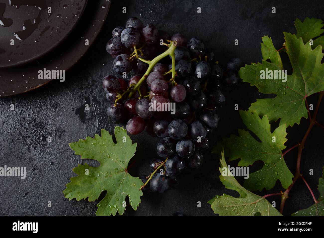 Bund dunkelblauer / schwarzer Trauben mit Blättern an Schwarzer Hintergrund Stockfoto