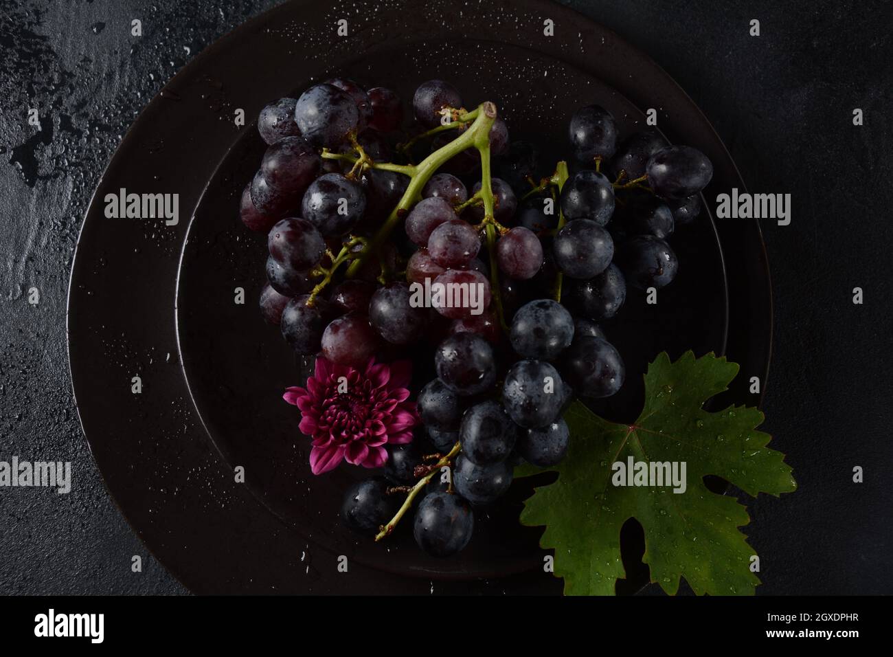 Bund dunkelblauer / schwarzer Trauben mit Blättern an Schwarzer Hintergrund Stockfoto