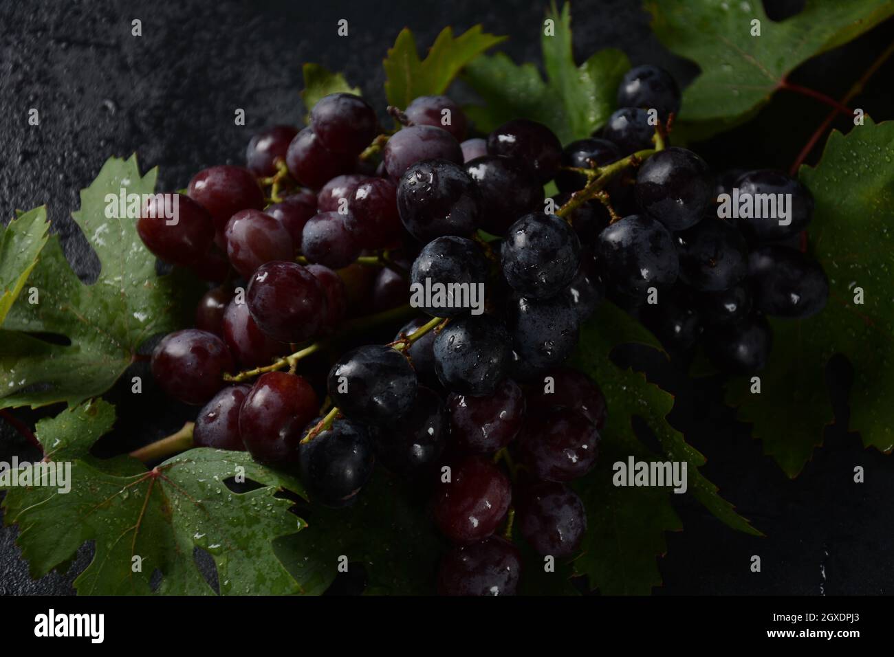 Bund dunkelblauer / schwarzer Trauben mit Blättern an Schwarzer Hintergrund Stockfoto