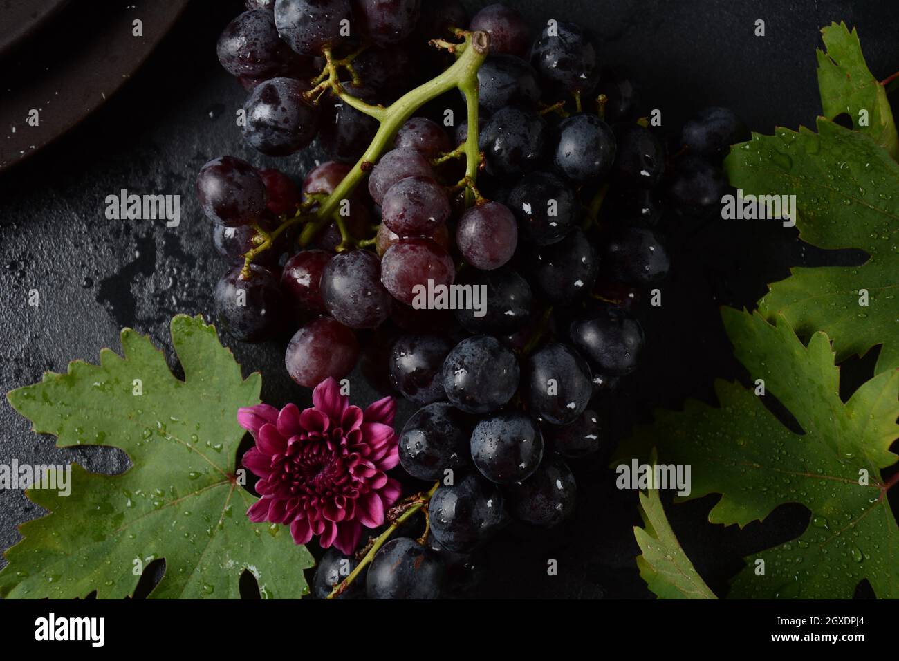 Bund dunkelblauer / schwarzer Trauben mit Blättern an Schwarzer Hintergrund Stockfoto