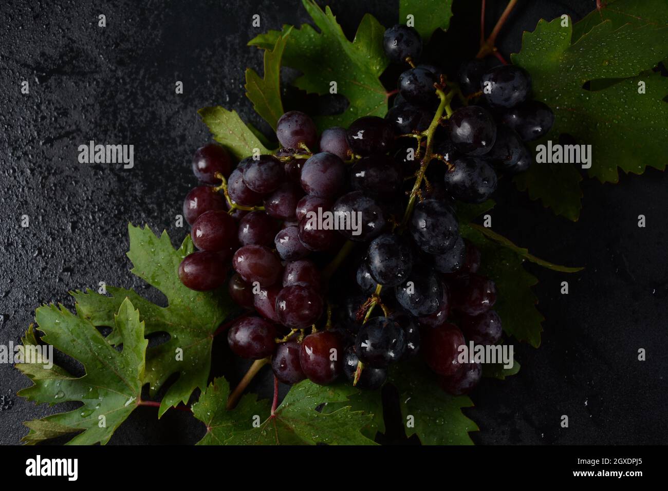Bund dunkelblauer / schwarzer Trauben mit Blättern an Schwarzer Hintergrund Stockfoto
