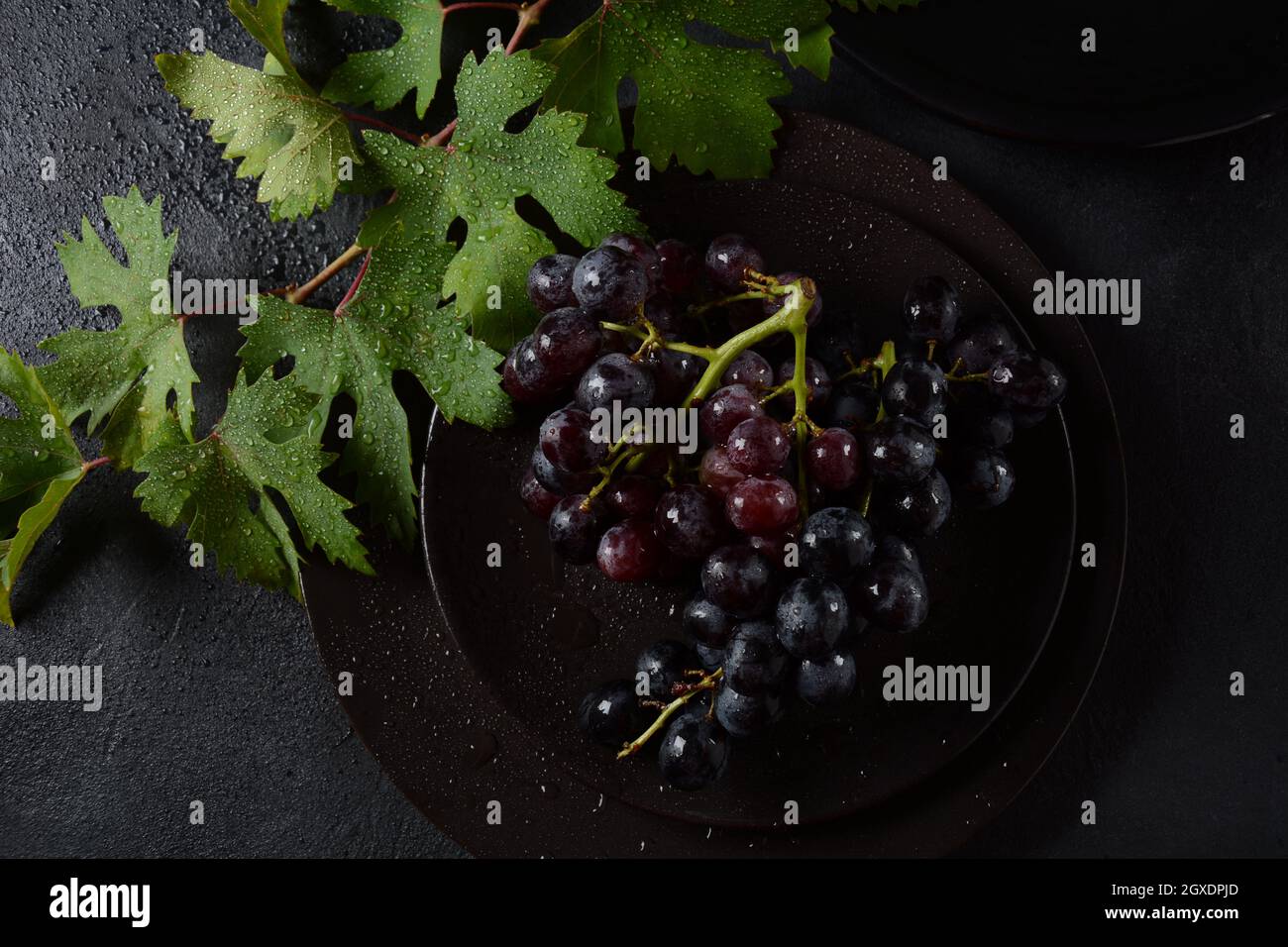 Bund dunkelblauer / schwarzer Trauben mit Blättern an Schwarzer Hintergrund Stockfoto