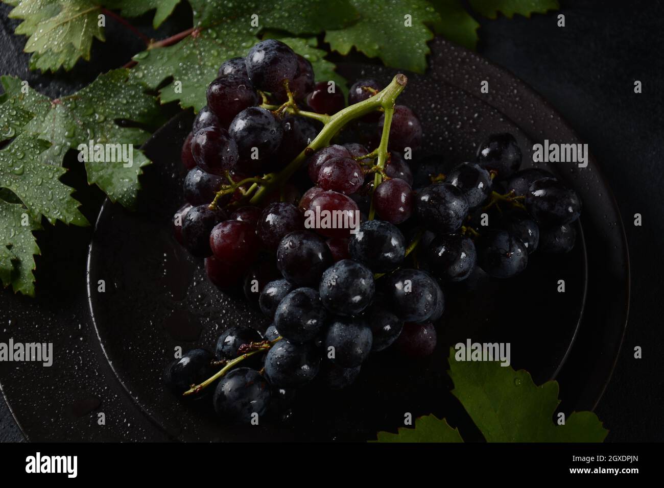 Bund dunkelblauer / schwarzer Trauben mit Blättern an Schwarzer Hintergrund Stockfoto
