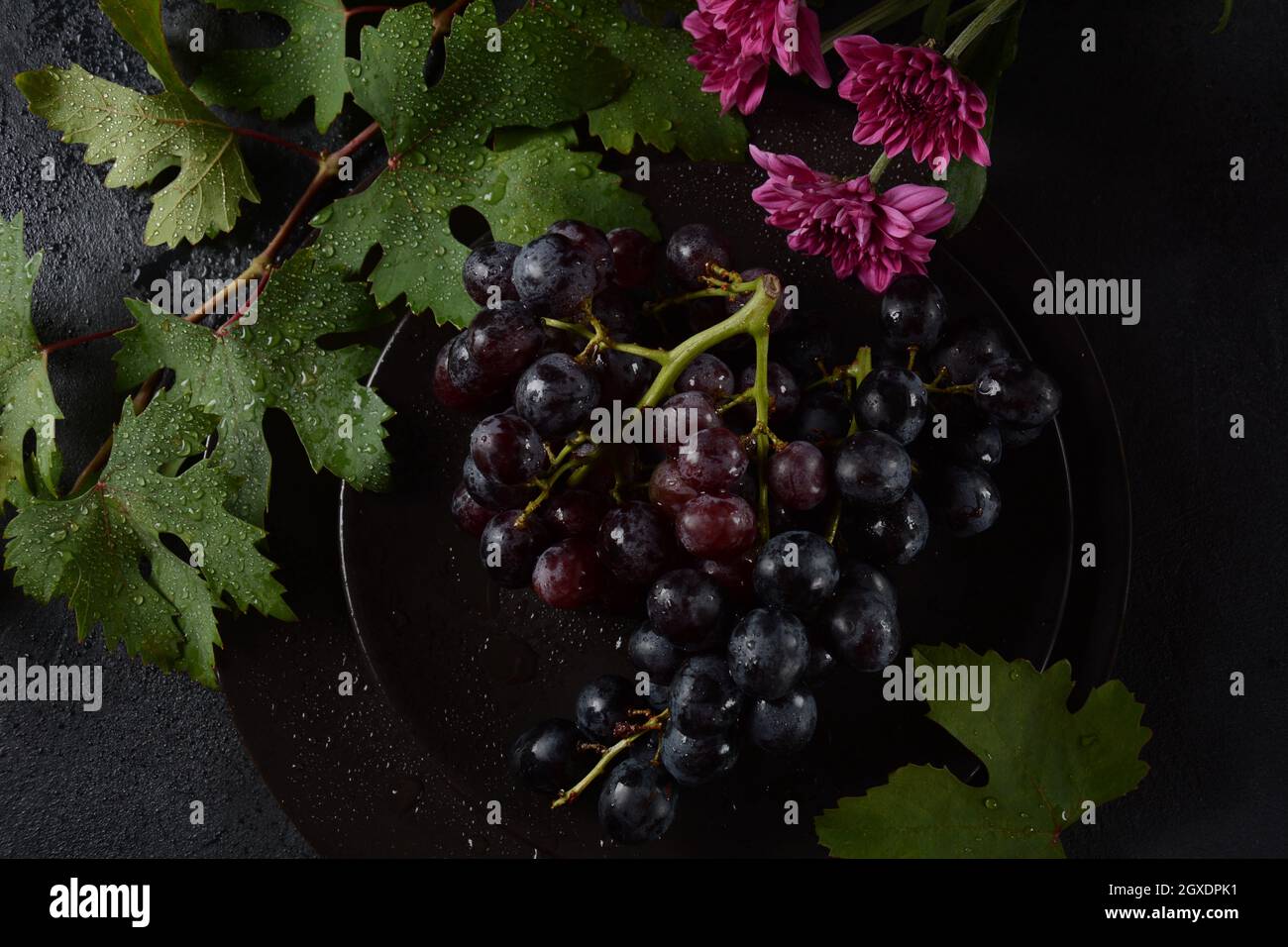 Bund dunkelblauer / schwarzer Trauben mit Blättern an Schwarzer Hintergrund Stockfoto