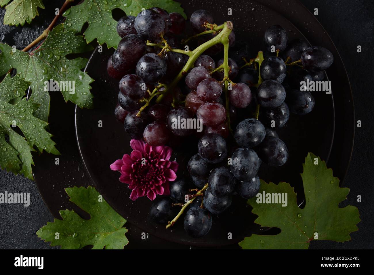 Bund dunkelblauer / schwarzer Trauben mit Blättern an Schwarzer Hintergrund Stockfoto