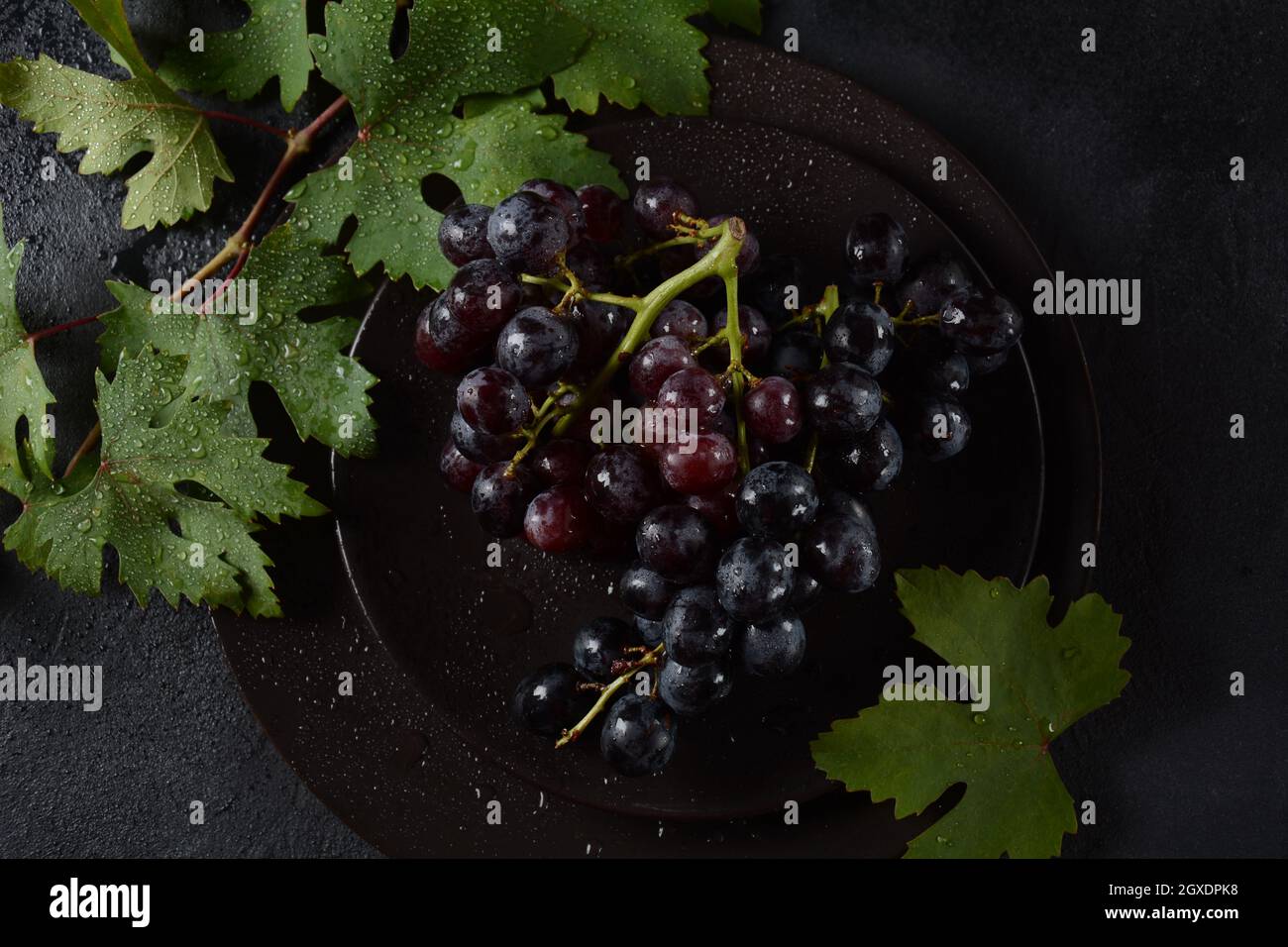 Bund dunkelblauer / schwarzer Trauben mit Blättern an Schwarzer Hintergrund Stockfoto