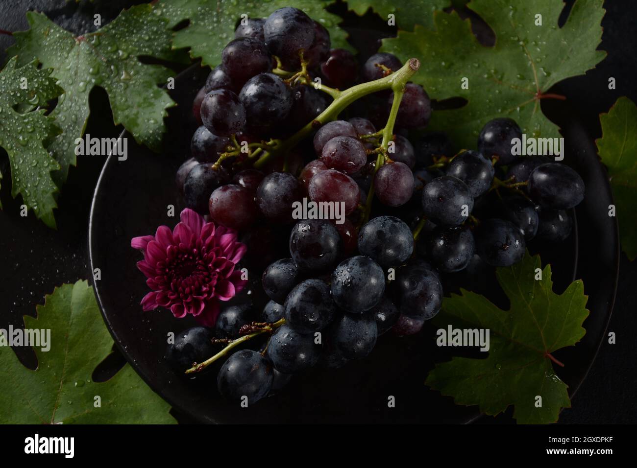 Bund dunkelblauer / schwarzer Trauben mit Blättern an Schwarzer Hintergrund Stockfoto