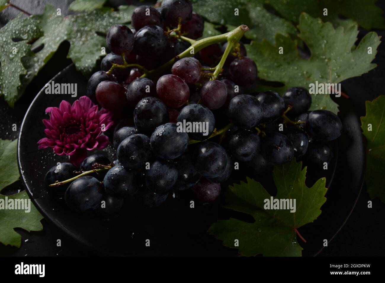 Bund dunkelblauer / schwarzer Trauben mit Blättern an Schwarzer Hintergrund Stockfoto