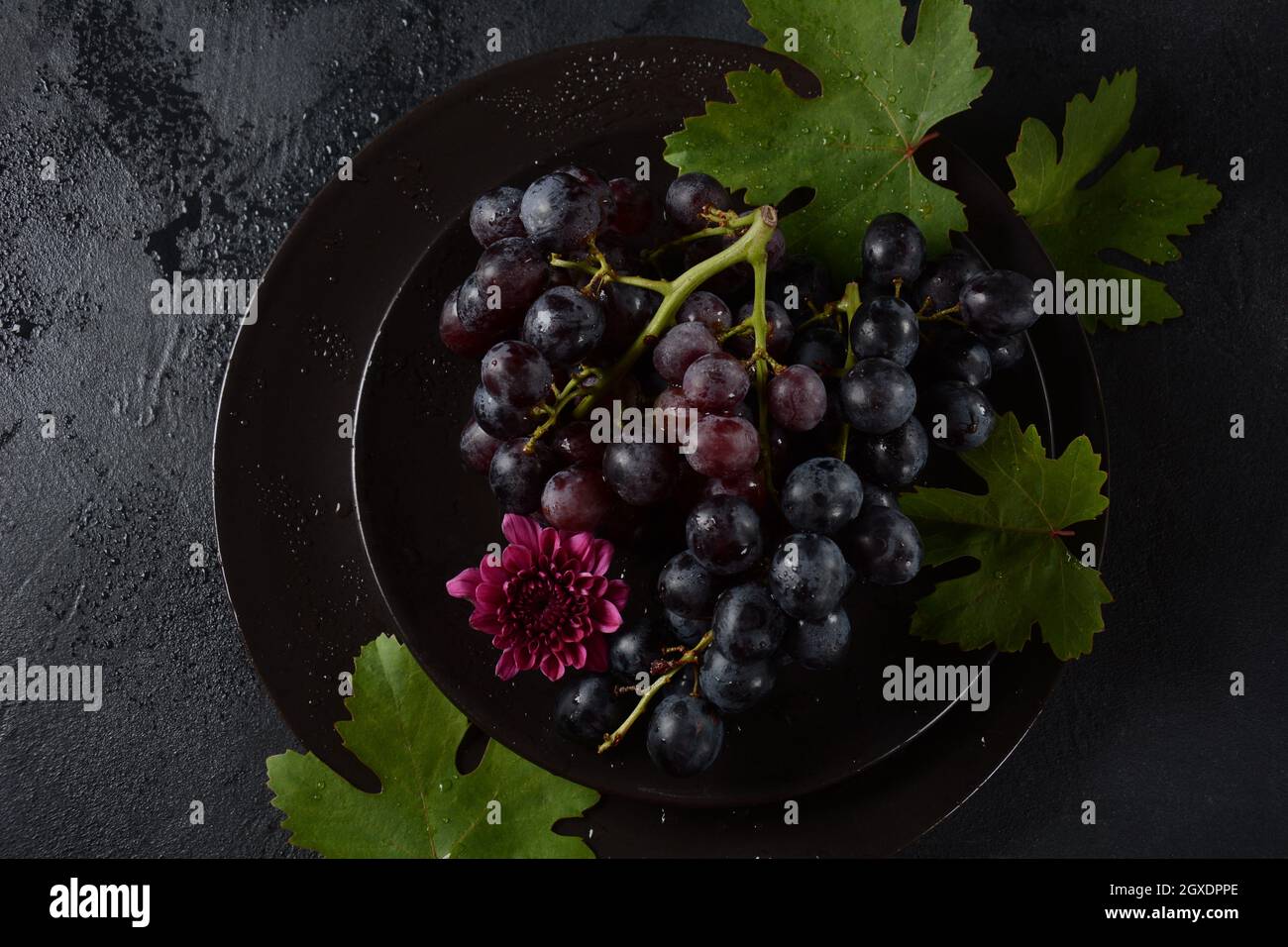 Bund dunkelblauer / schwarzer Trauben mit Blättern an Schwarzer Hintergrund Stockfoto