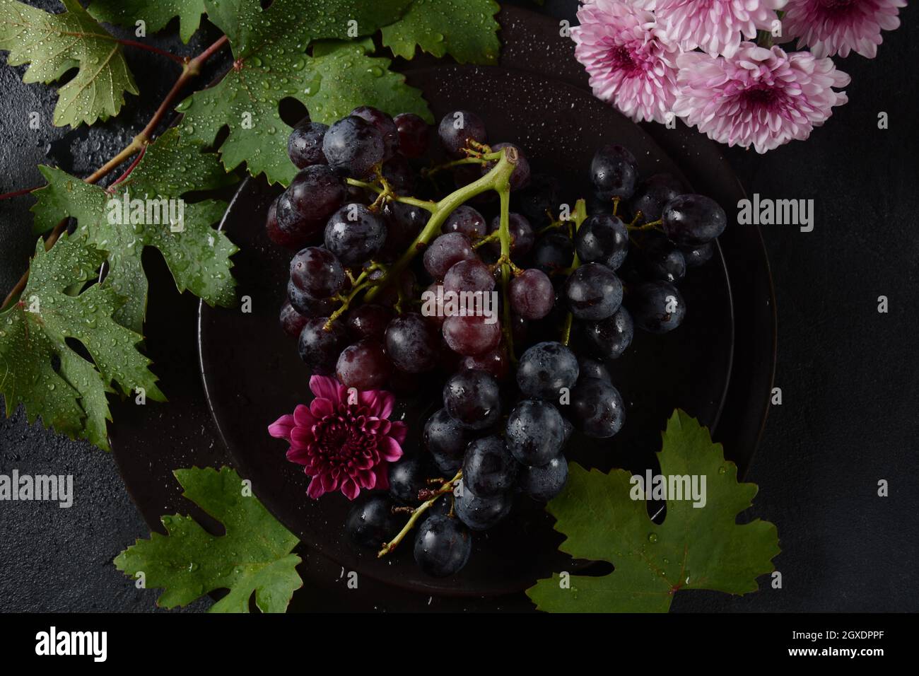 Bund dunkelblauer / schwarzer Trauben mit Blättern an Schwarzer Hintergrund Stockfoto