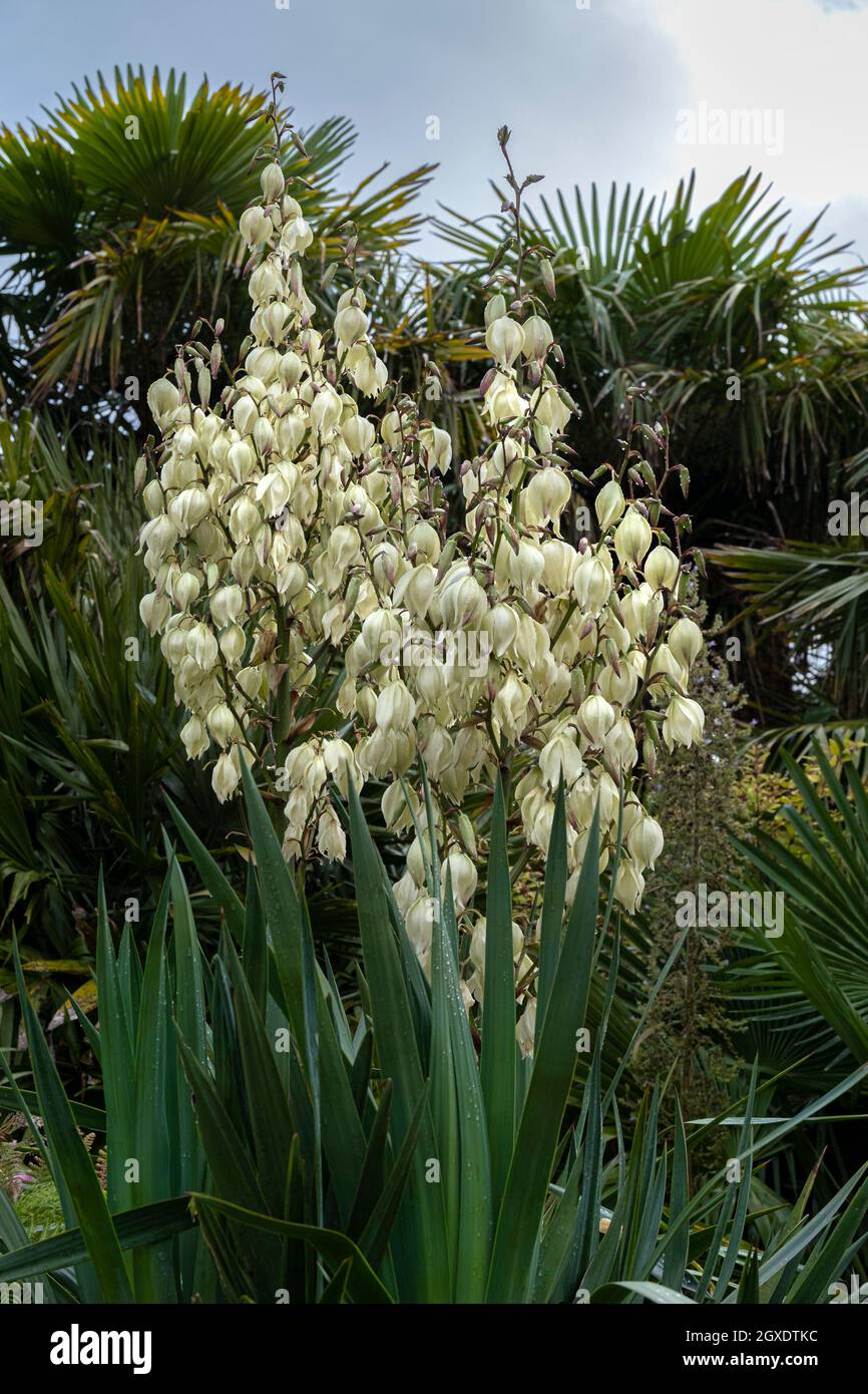 Eine Yucca-Pflanze in Blüte in einem subtropischen Garten in Cornwall. Stockfoto