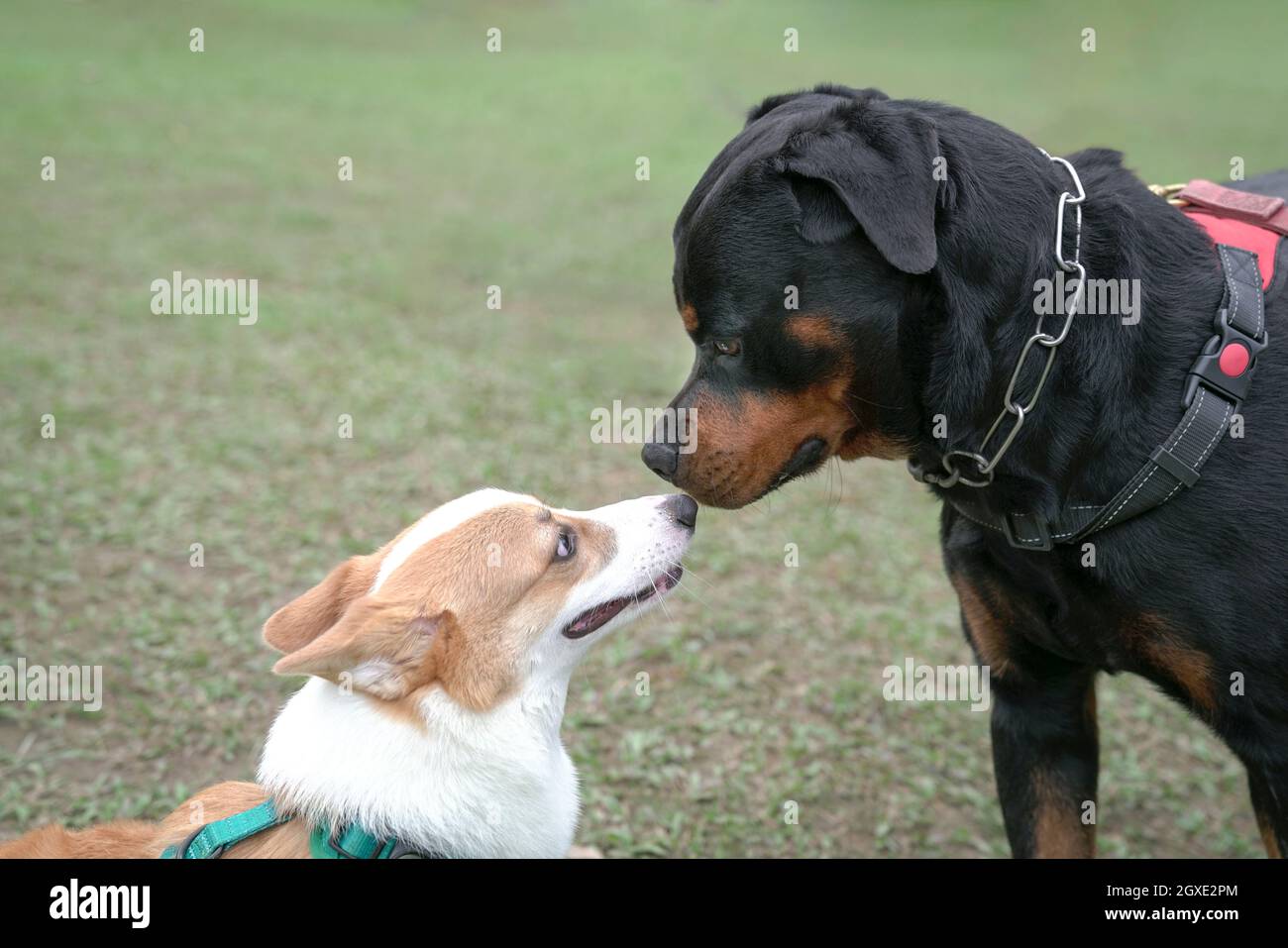 Rottweiler Hund küsst oder schnüffelt Corgi Hund im Park. Nahaufnahme mit Kopierbereich. Stockfoto