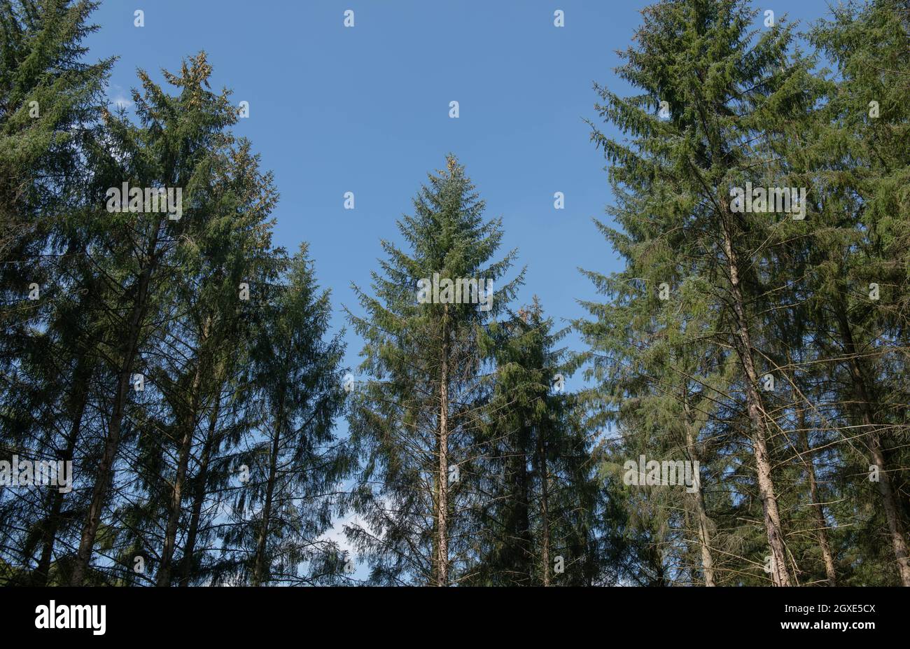 Sommerlaub auf immergrünen Nadelbäumen der Sitka Fichte (Picea sitchensis), die in einem Waldwald mit einem hellen Hintergrund des blauen Himmels in Devon wachsen Stockfoto