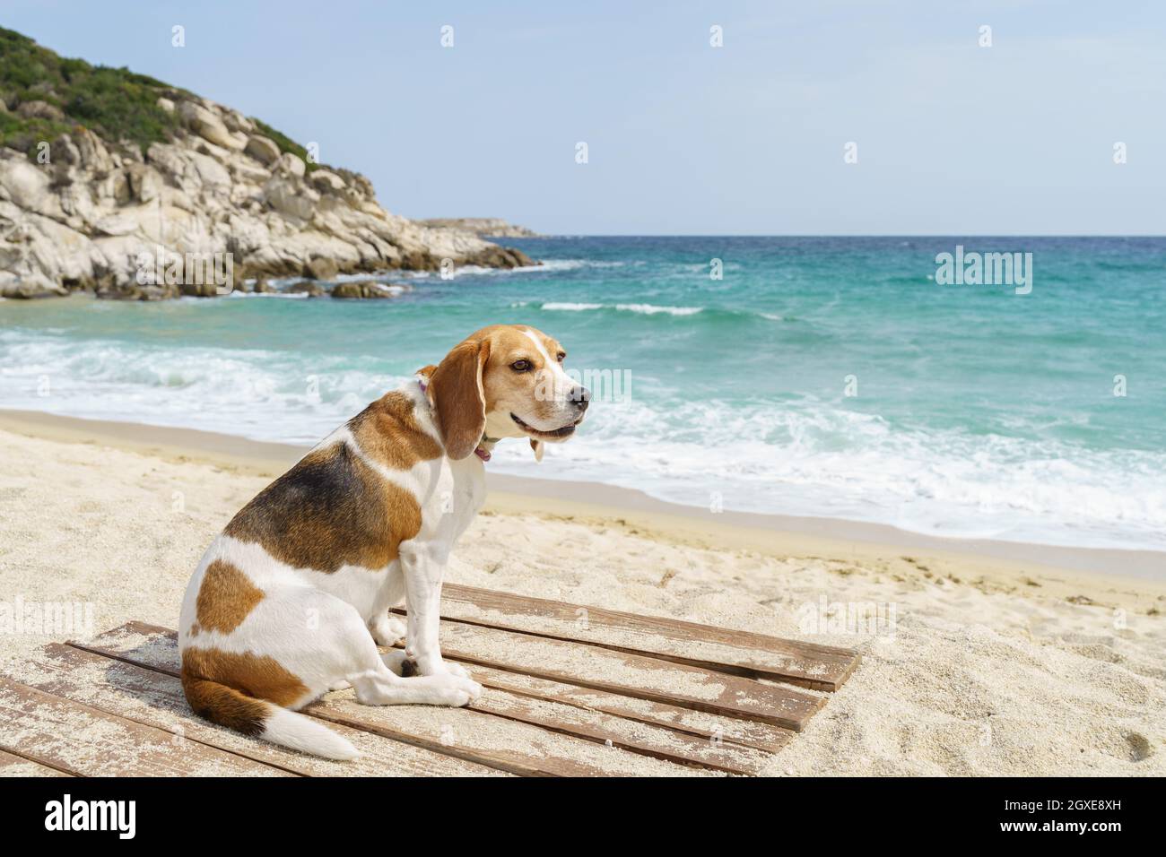 Niedlicher Beagle-Hund in Baumfarbe, der am Meer sitzt. Blaues Meer und blauer Himmel. Stockfoto