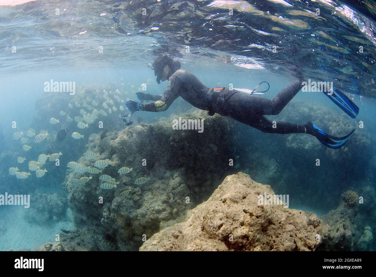 Forscher messen das Korallenwachstum und vermessen Fische in Hanauma Bay, Oahu, Hawaii, USA Stockfoto