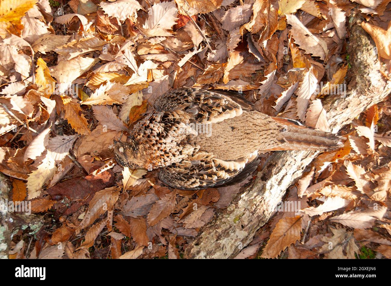 Tote japanische Wachtel, Coturnix japonica, auf einem Bett aus Herbstblättern, Nikko, Japan Stockfoto