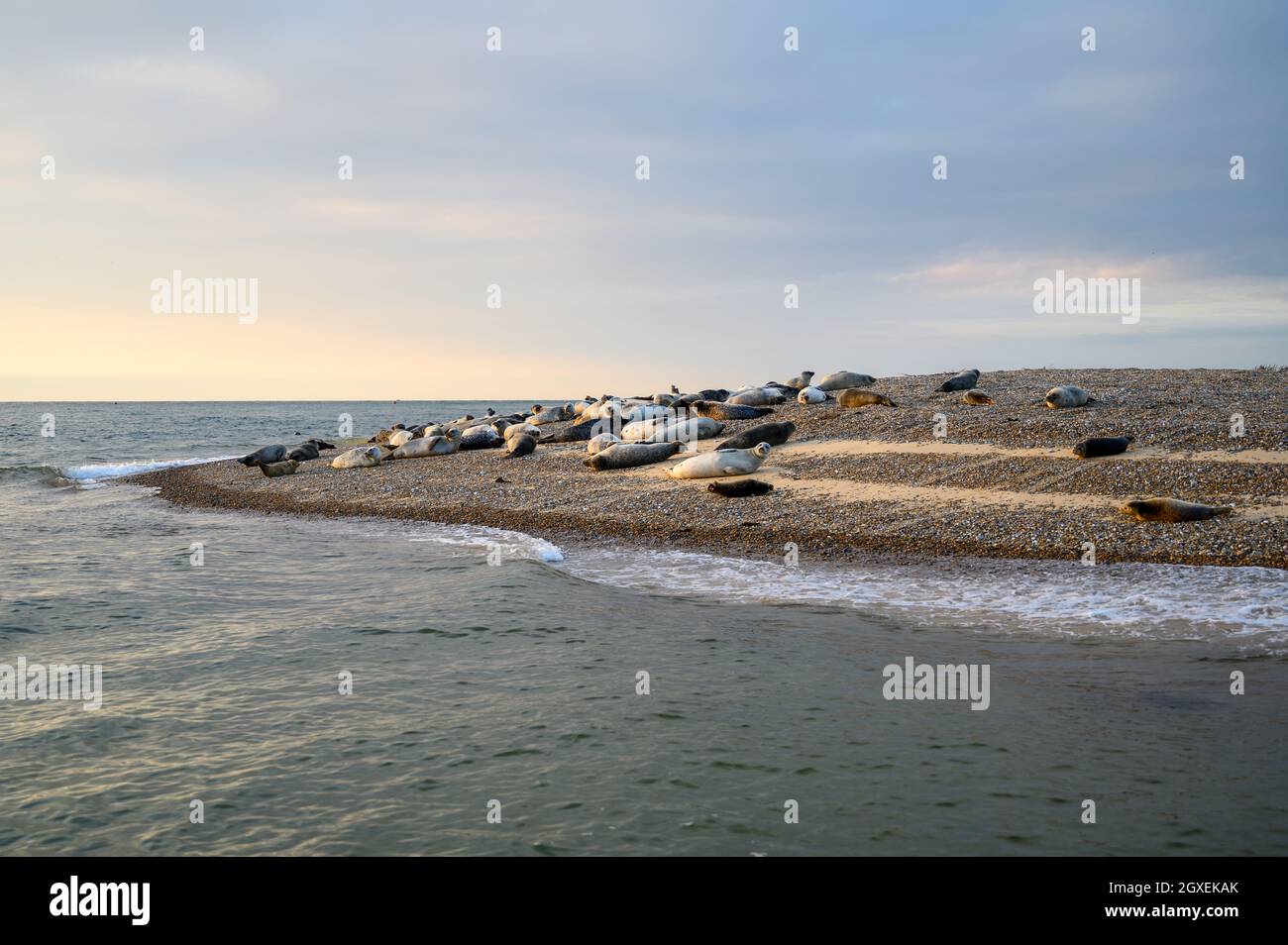 Gewöhnliche und graue Robben sonnen sich in der warmen, frühen Abendsonne auf den Sandbänken in Blakeney Point, Norfolk, England. Stockfoto