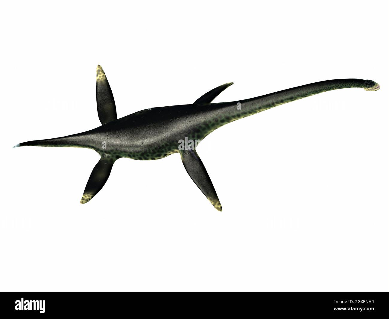 Styxosaurus snowii Stockfotos und bilder Kaufen Alamy