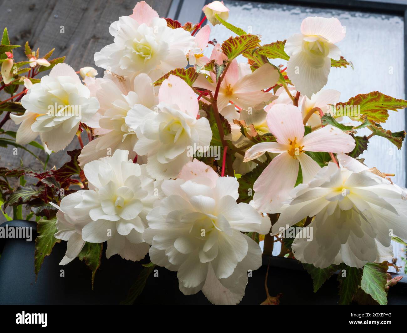 Weiße Doppelblüten des zarten, kaskadierenden hängenden Korb-Sommerblütchens, Begonia 'Illumination White' (Illumination Series) Stockfoto