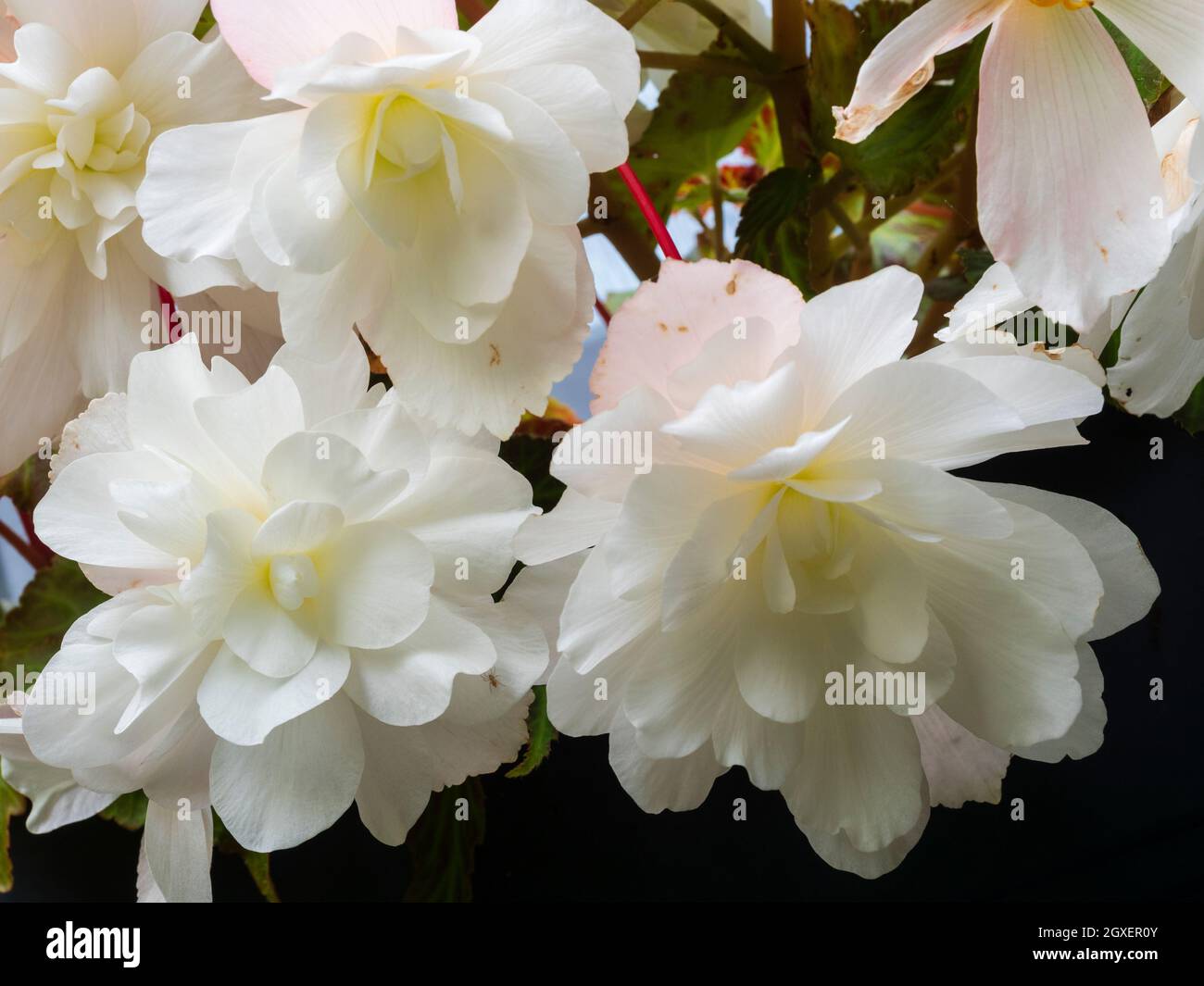 Weiße Doppelblüten des zarten, kaskadierenden hängenden Korb-Sommerblütchens, Begonia 'Illumination White' (Illumination Series) Stockfoto