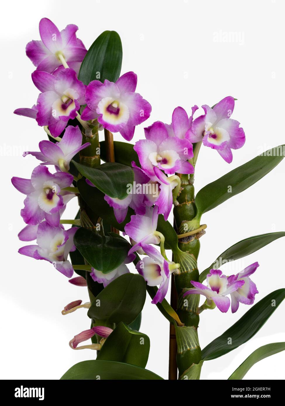 Blühende Stängel von Dendrobium nobile, einer Orchidee, die oft als Zimmerpflanze verwendet wird. Aufgenommen auf weißem Hintergrund Stockfoto
