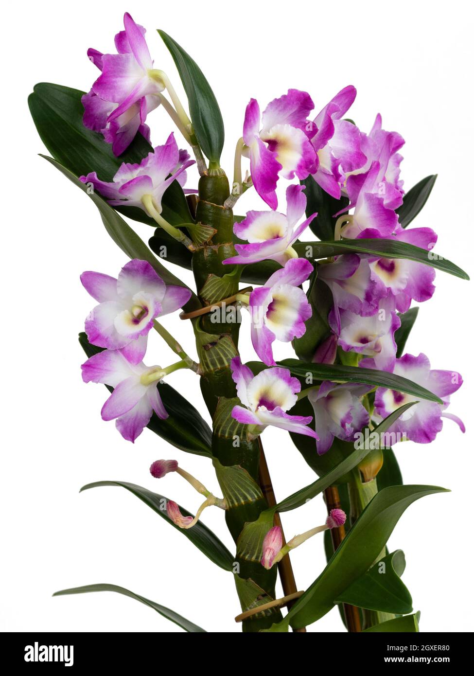 Blühende Stängel von Dendrobium nobile, einer Orchidee, die oft als Zimmerpflanze verwendet wird. Aufgenommen auf weißem Hintergrund Stockfoto