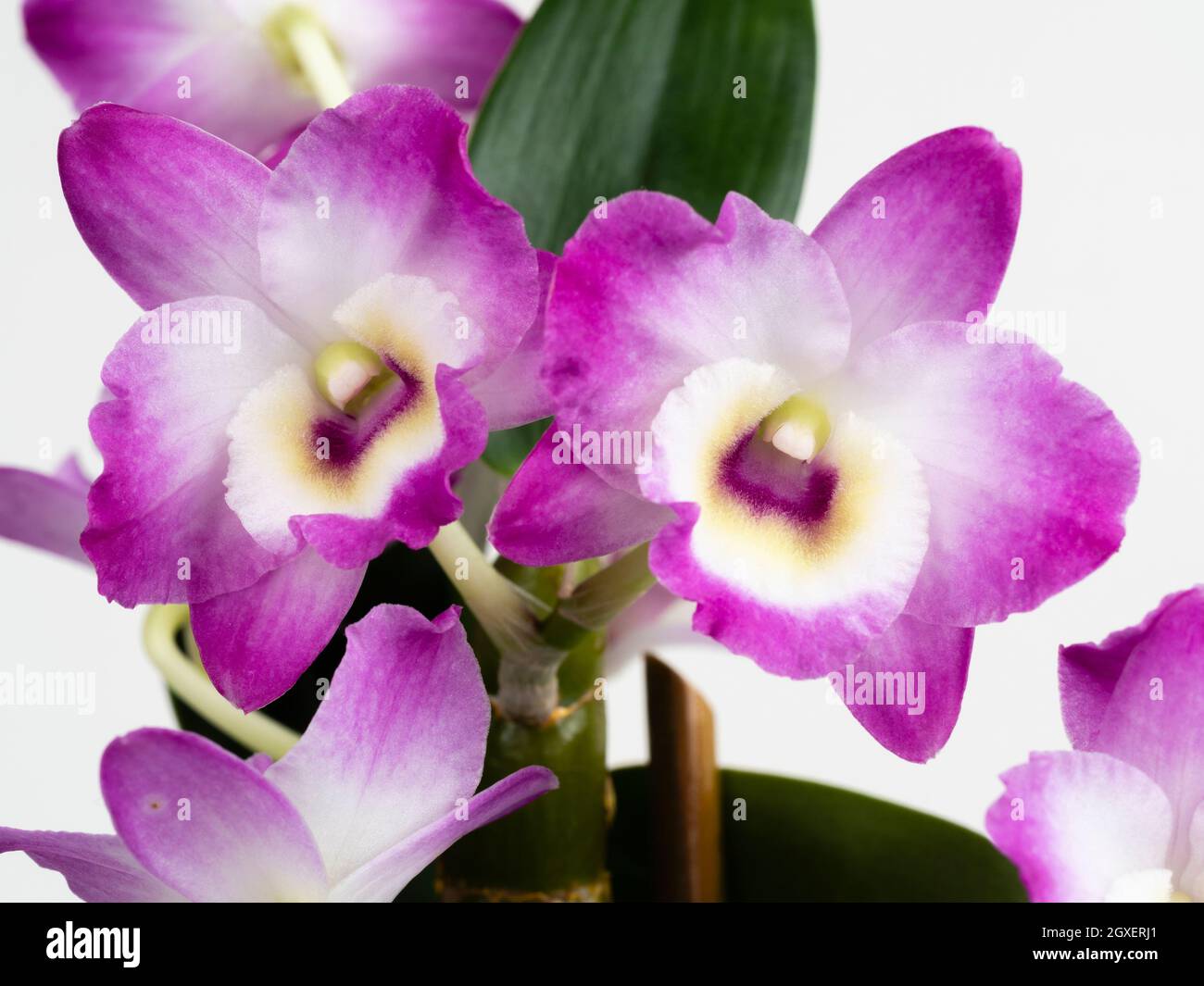 Nahaufnahme von Blüten von Dendrobium nobile, einer Orchidee, die oft als Zimmerpflanze verwendet wird. Aufgenommen auf weißem Hintergrund Stockfoto