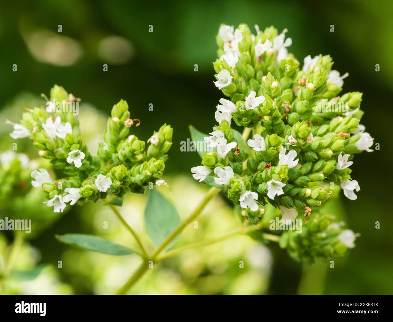 Blütenköpfe des kulinarischen Krauts, griechischer Oregano, Origanum vulgare subsp. Hirtum, mit weißen Blüten übersät Stockfoto
