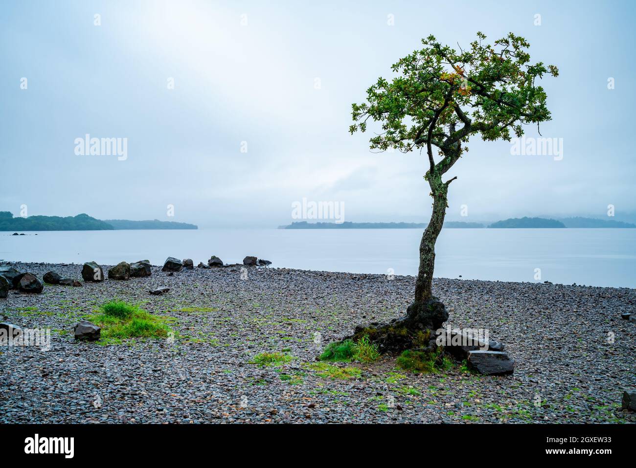 Berühmter einsamer Baum am Ufer des nebligen Loch Lomond in Schottland. Langzeitbelichtung Stockfoto