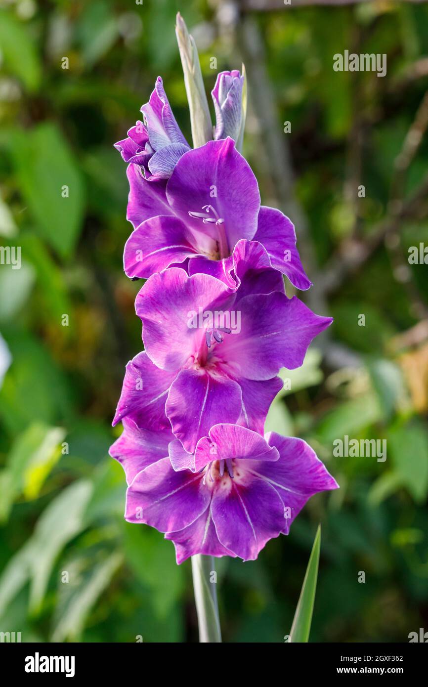 Purple Iris blüht in einem britischen Garten Stockfoto